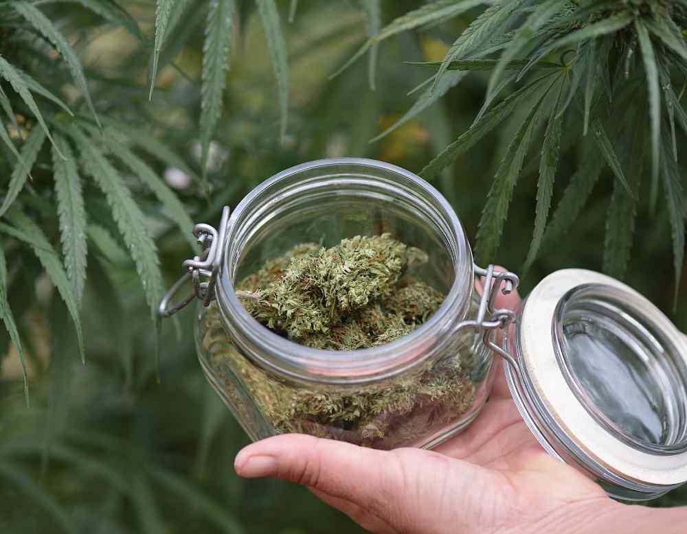 cannabis in a jar next to wild cannabis flowers