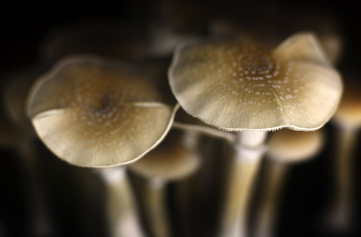 Go mushrooming. Go mushrooming
