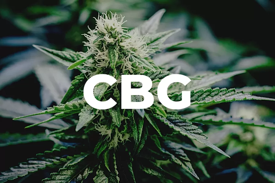 What Is CBG? a close up of a marijuana plant