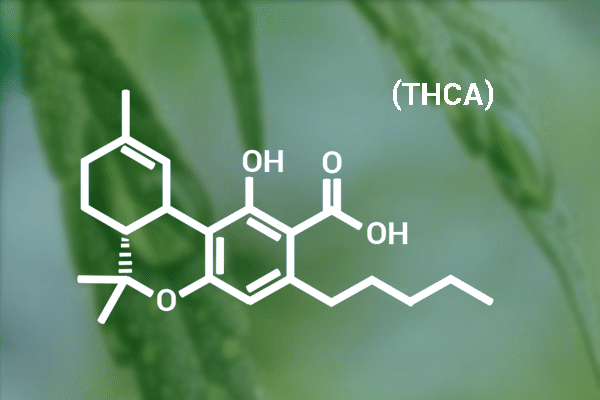 thca flower asnd its chemical compound