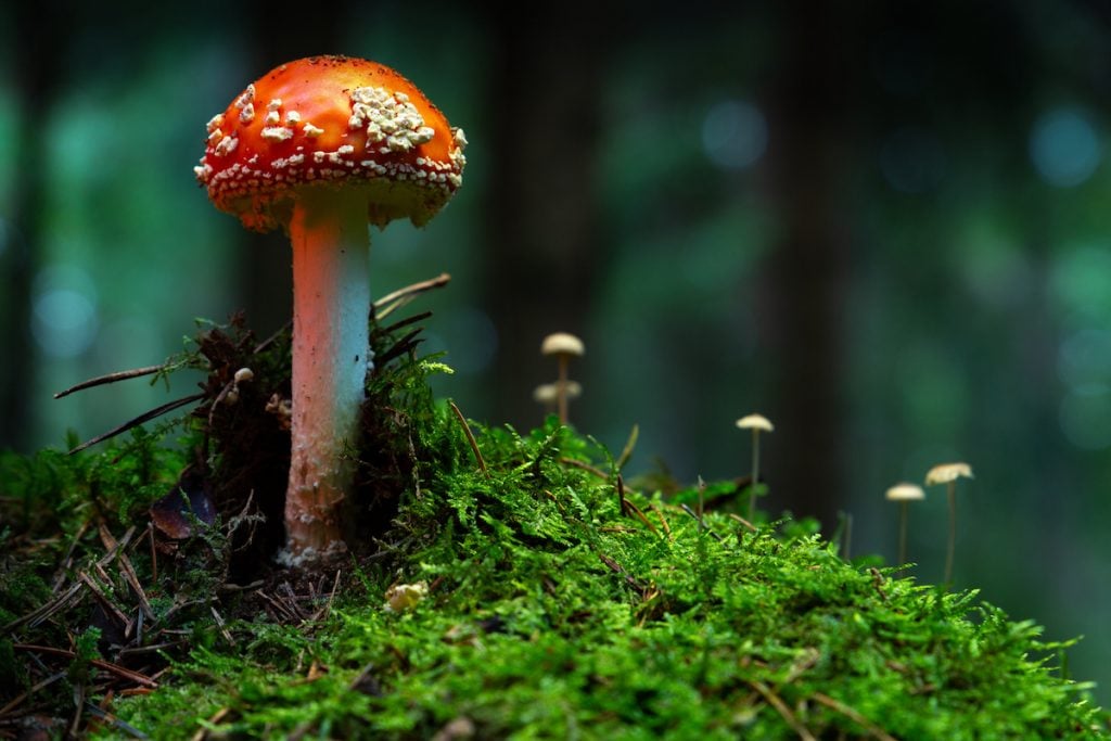 amanita muscaria in a damp forest
