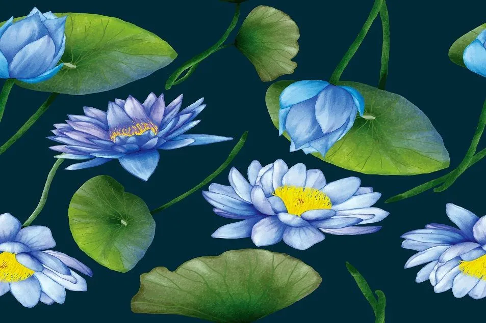 blue lotus flowers drawing 