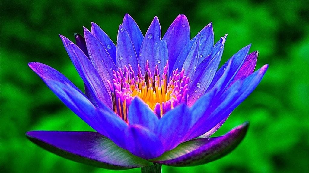 blue lotus purple flower close up