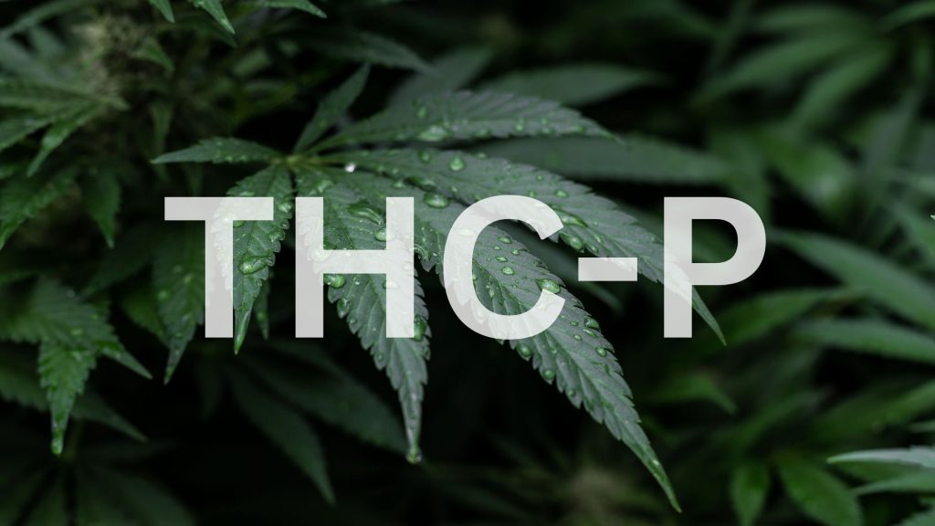 thc-p, what is it?